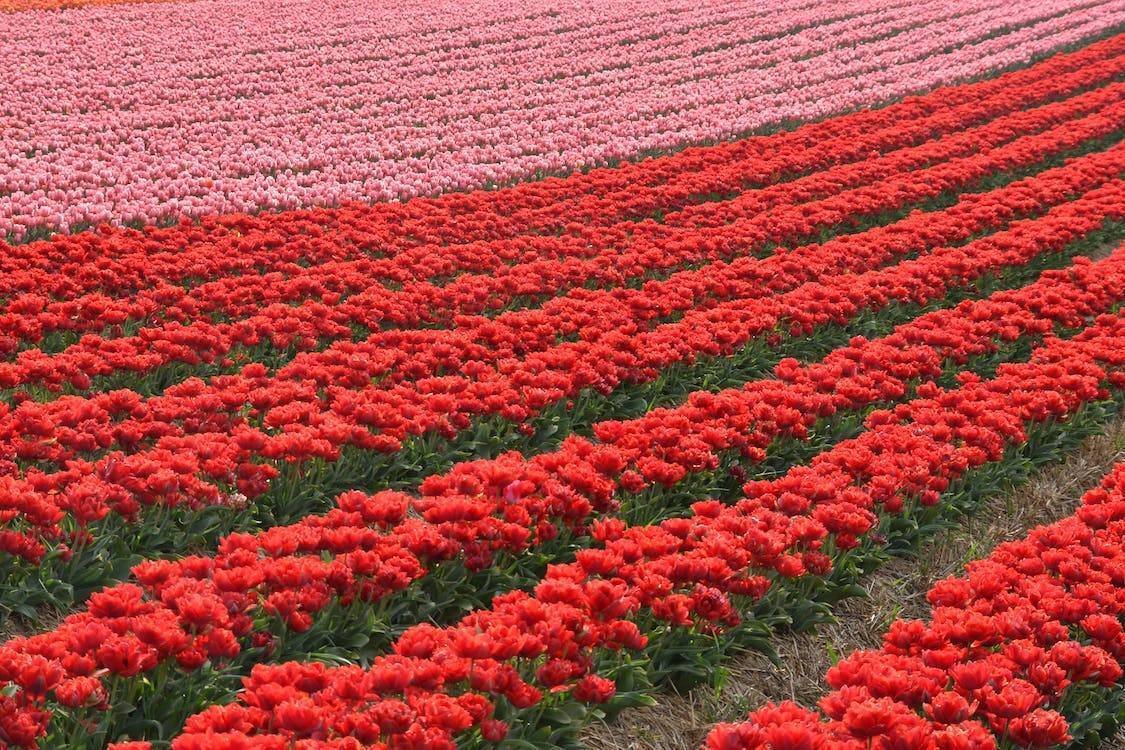 BDR成功に必要不可欠なポイント8選 -種を植え、受注の花を咲かせるために- N977983be5fdb 002